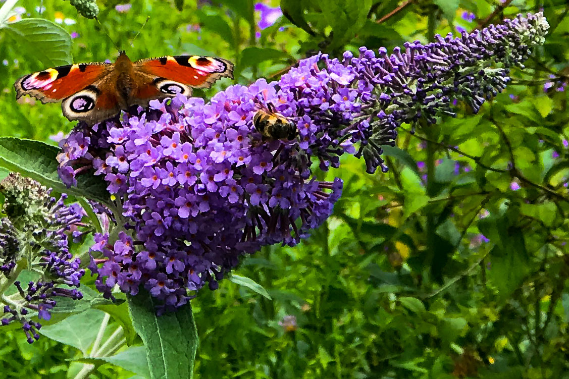 2020 07 15 vlindertuin BV i