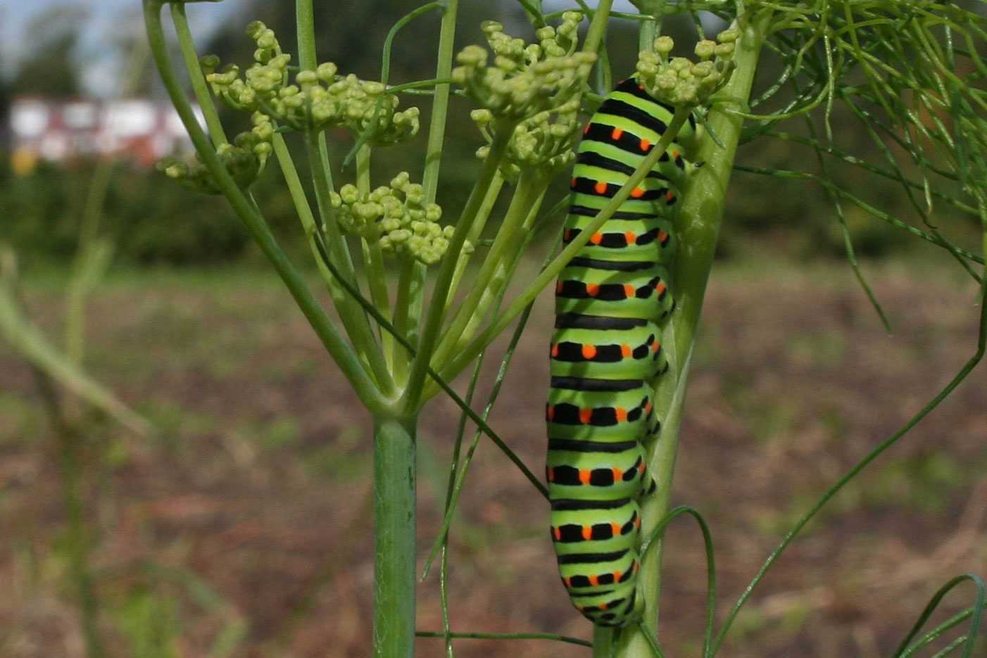 4 rups koninginnenpage op d