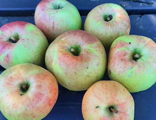 Appels2