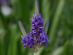 lavendel