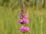 Lythrum salicaria kattenstaart